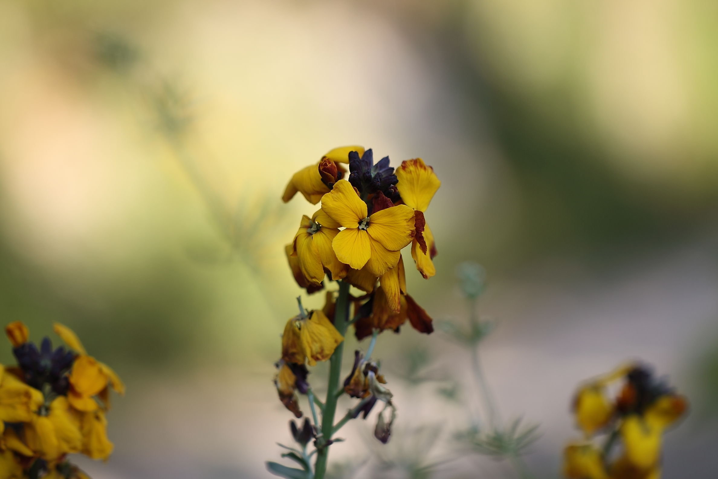 Erysimum sp.